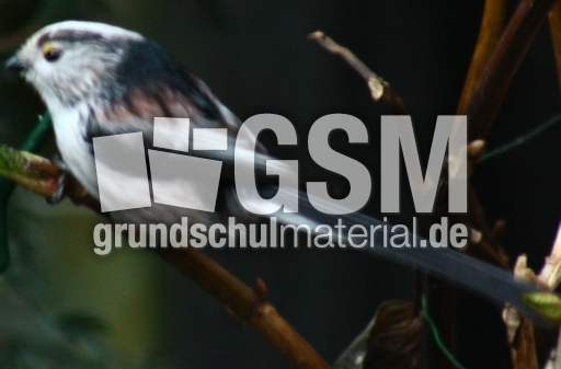 P-Schwanzmeisen 011.jpg